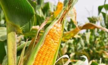 What are different ways Field crops are classified?
